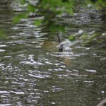 A fish’s tail fin is visible above the surface of a rippling stream, partially obscured by overhanging green leaves and branches.