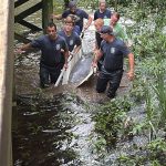 A group of six people in blue shirts carry a small dolphin on a stretcher through shallow, muddy water near a wooden structure surrounded by greenery.