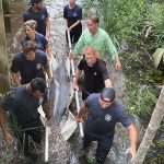 A group of seven people carry a stranded dolphin on a stretcher through shallow, muddy water in a forested area, working together to rescue and transport the animal.