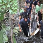 A group of people wade through shallow water in a forested area, carrying a dolphin on a stretcher. The team works together carefully amid trees and vegetation.