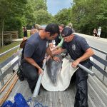 Two men in uniform secure a dolphin with white fabric and metal poles on a trailer, preparing for transport on a roadside surrounded by trees, as several people watch in the background.