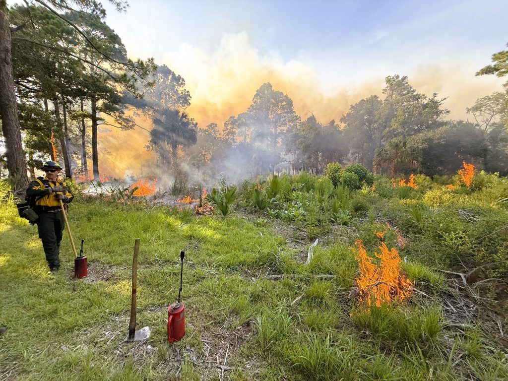 A firefighter in protective gear stands in a grassy area with small controlled fires burning among trees and bushes; smoke rises in the background under a partly cloudy sky.